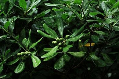 《卧龙：苍天陨落》x《永劫无间》联动 6月29日正式上线